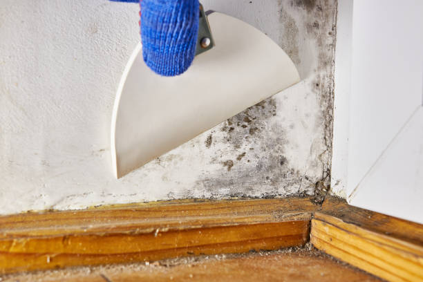 Best Mold Remediation for Healthcare Facilities  in Enumclaw, WA